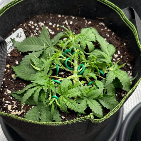 Gelato #2 growlog timeline photo