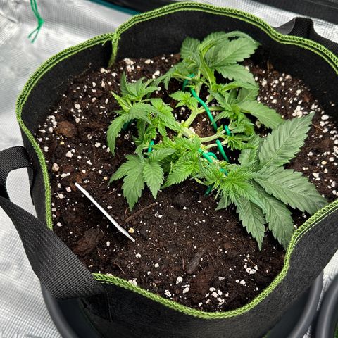 Gelato #3 growlog timeline photo