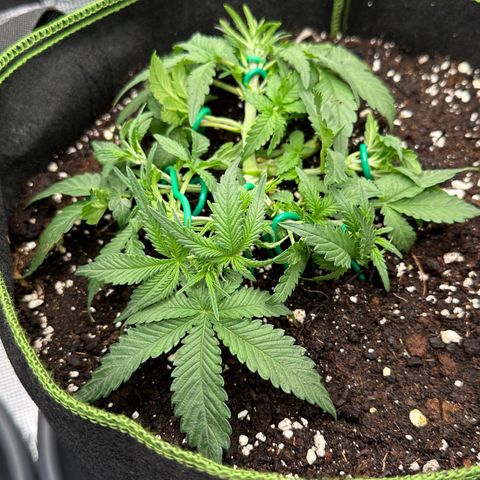 Gelato #4 growlog timeline photo