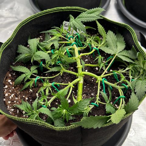 Gelato #1 growlog timeline photo