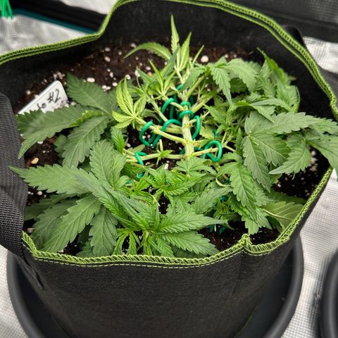 Gelato #2 growlog timeline photo