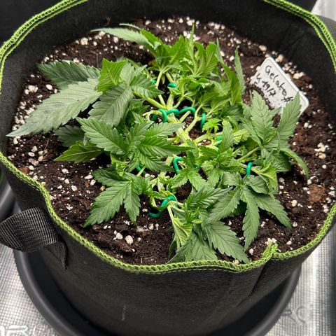 Gelato #3 growlog timeline photo