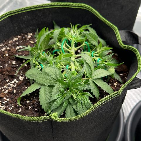 Gelato #4 growlog timeline photo