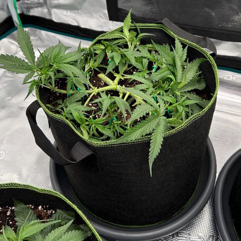 Gelato #1 growlog timeline photo