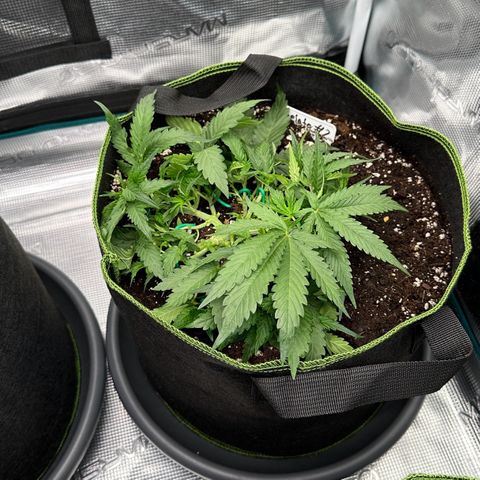 Gelato #2 growlog timeline photo
