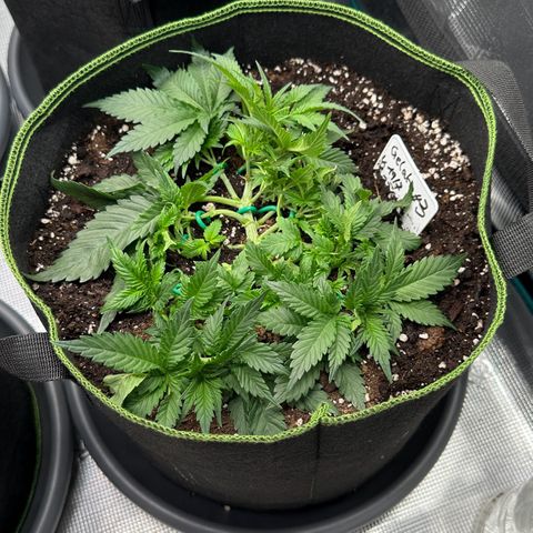 Gelato #3 growlog timeline photo