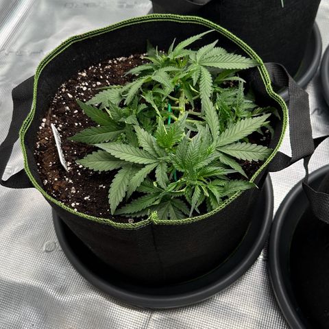Gelato #4 growlog timeline photo
