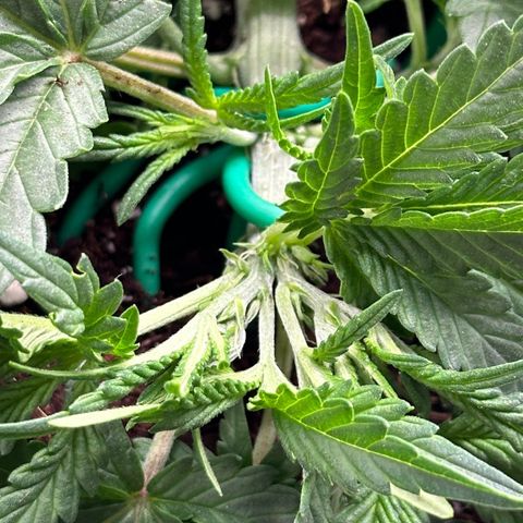 Gelato #3 growlog photo: Funny, 1 Side-Node seem to be accidentally topped or whatever and it looks like 2 Tips as exactly twins 🥰😂