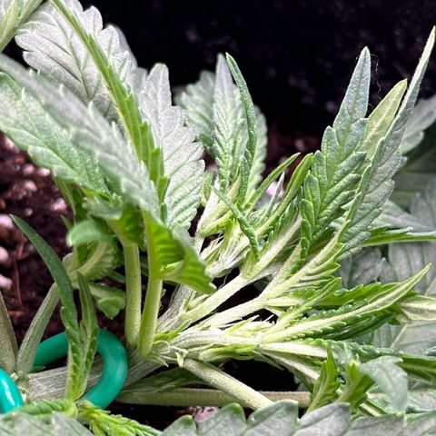 Gelato #3 growlog photo: Funny, 1 Side-Node seem to be accidentally topped or whatever and it looks like 2 Tips as exactly twins 🥰😂