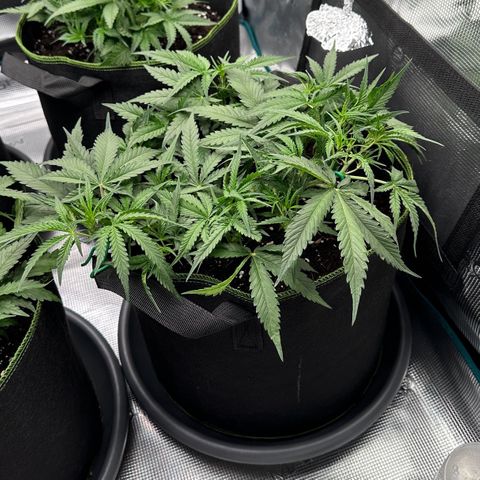Gelato #1 growlog timeline photo