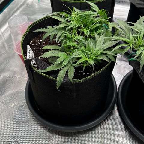 Gelato #2 growlog timeline photo