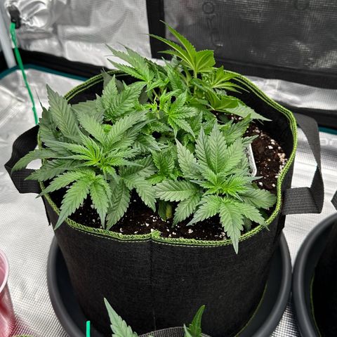 Gelato #3 growlog timeline photo