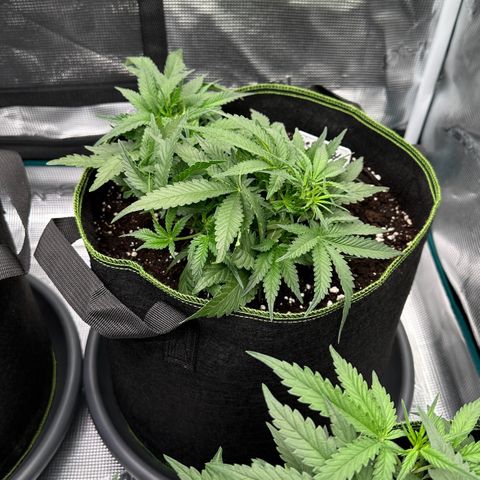Gelato #4 growlog timeline photo