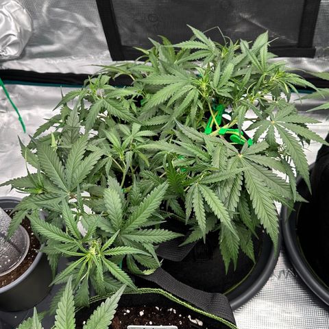 Gelato #1 growlog timeline photo