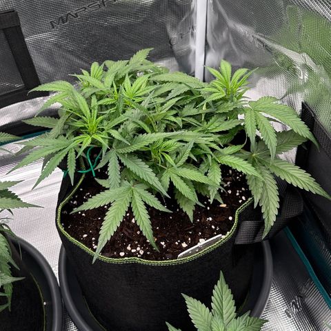 Gelato #2 growlog timeline photo