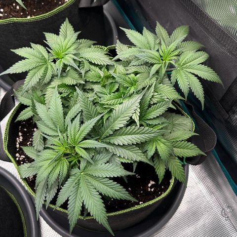 Gelato #3 growlog timeline photo