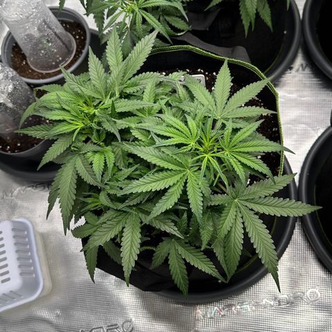 Gelato #4 growlog timeline photo