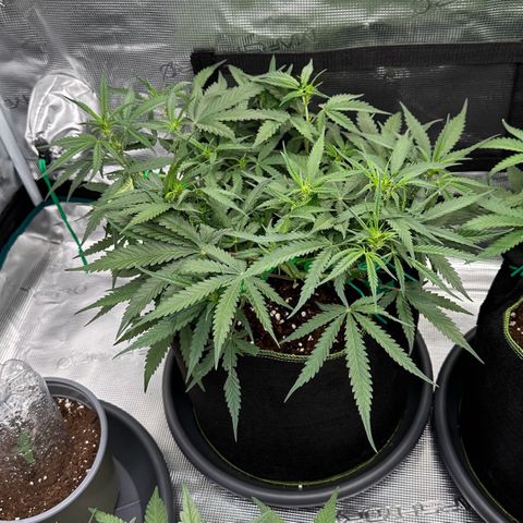 Gelato #1 growlog timeline photo
