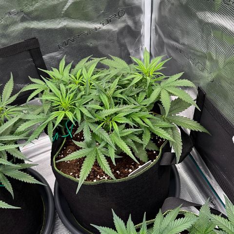 Gelato #2 growlog timeline photo