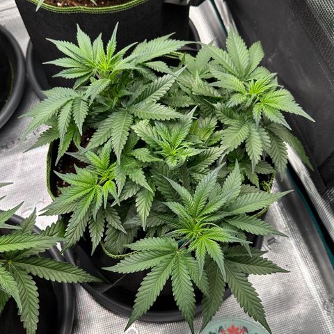 Gelato #3 growlog timeline photo