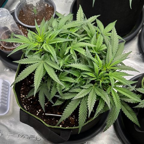 Gelato #4 growlog timeline photo