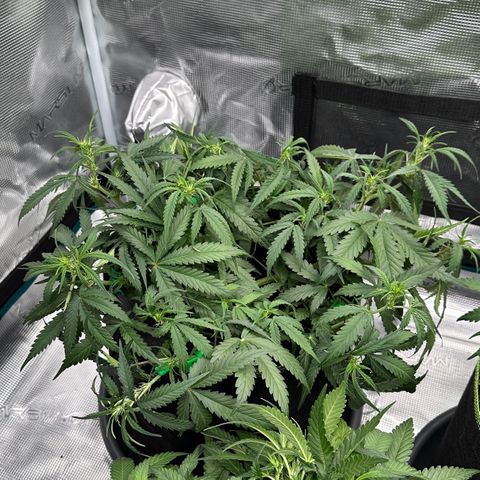 Gelato #1 growlog timeline photo