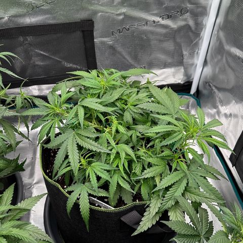 Gelato #2 growlog timeline photo
