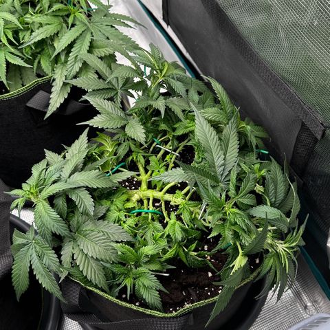Gelato #3 growlog timeline photo