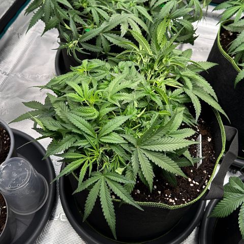 Gelato #4 growlog timeline photo