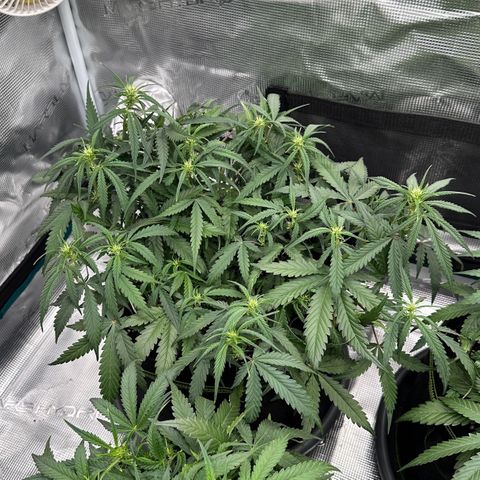 Gelato #1 growlog timeline photo