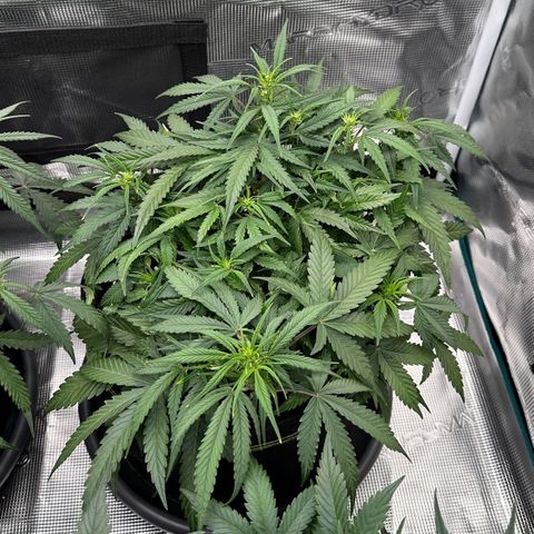 Gelato #2 growlog timeline photo
