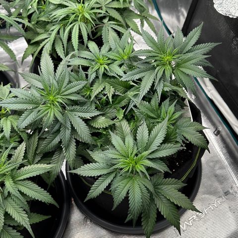 Gelato #3 growlog timeline photo