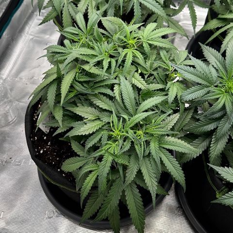 Gelato #4 growlog timeline photo