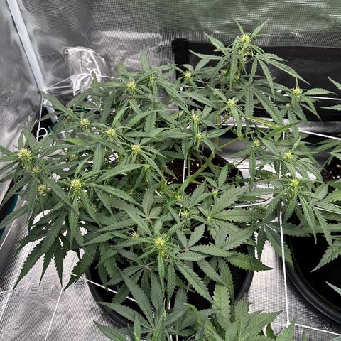 Gelato #1 growlog timeline photo
