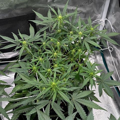 Gelato #2 growlog timeline photo