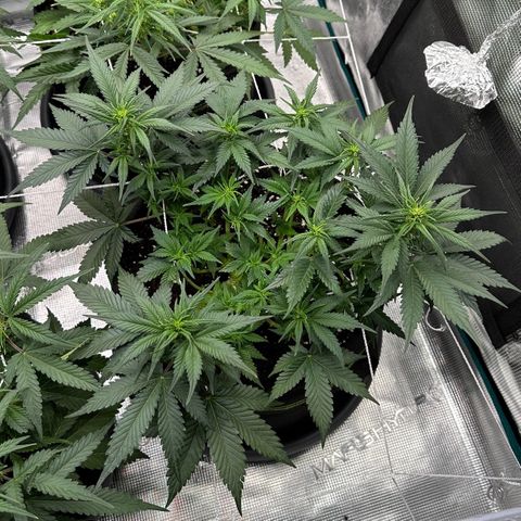 Gelato #3 growlog timeline photo