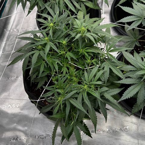 Gelato #4 growlog timeline photo