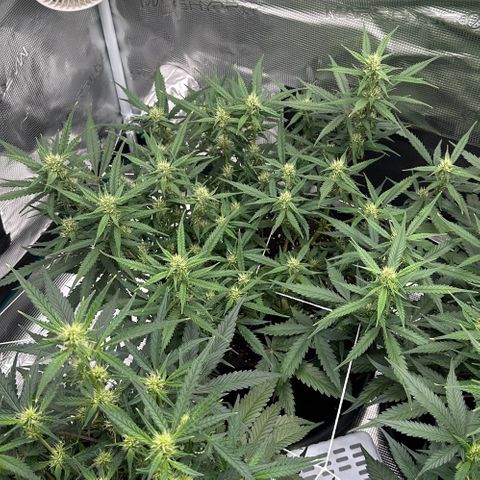 Gelato #1 growlog timeline photo