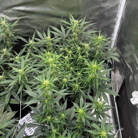 Gelato #2 growlog timeline photo