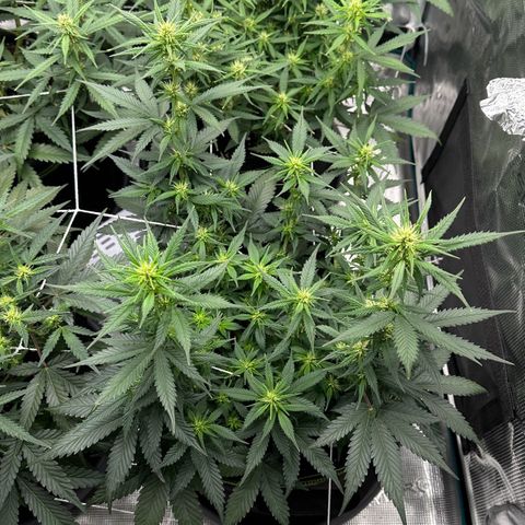 Gelato #3 growlog timeline photo