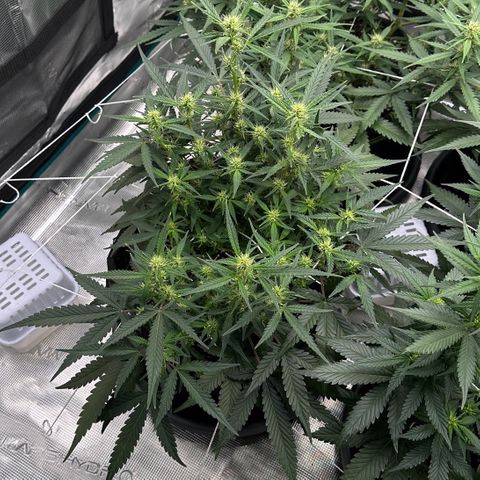 Gelato #4 growlog timeline photo