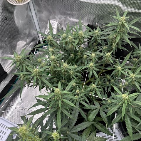 Gelato #1 growlog timeline photo