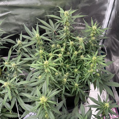 Gelato #2 growlog timeline photo