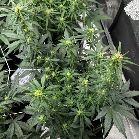 Gelato #3 growlog timeline photo