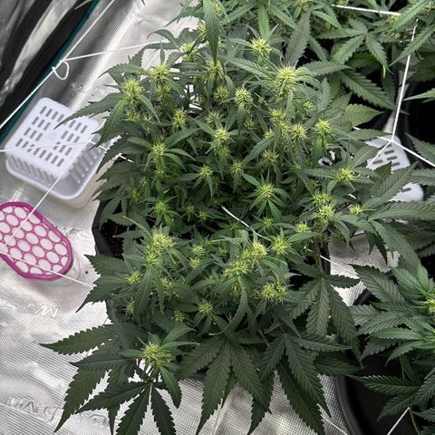 Gelato #4 growlog timeline photo