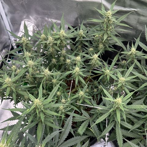 Gelato #1 growlog timeline photo