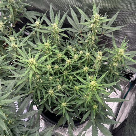 Gelato #2 growlog timeline photo