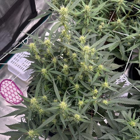 Gelato #4 growlog timeline photo