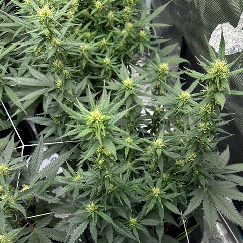 Gelato #3 growlog timeline photo