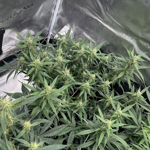 Gelato #1 growlog timeline photo